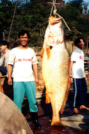 鰲魚/黃唇魚 - photo Cheng Tai-sing